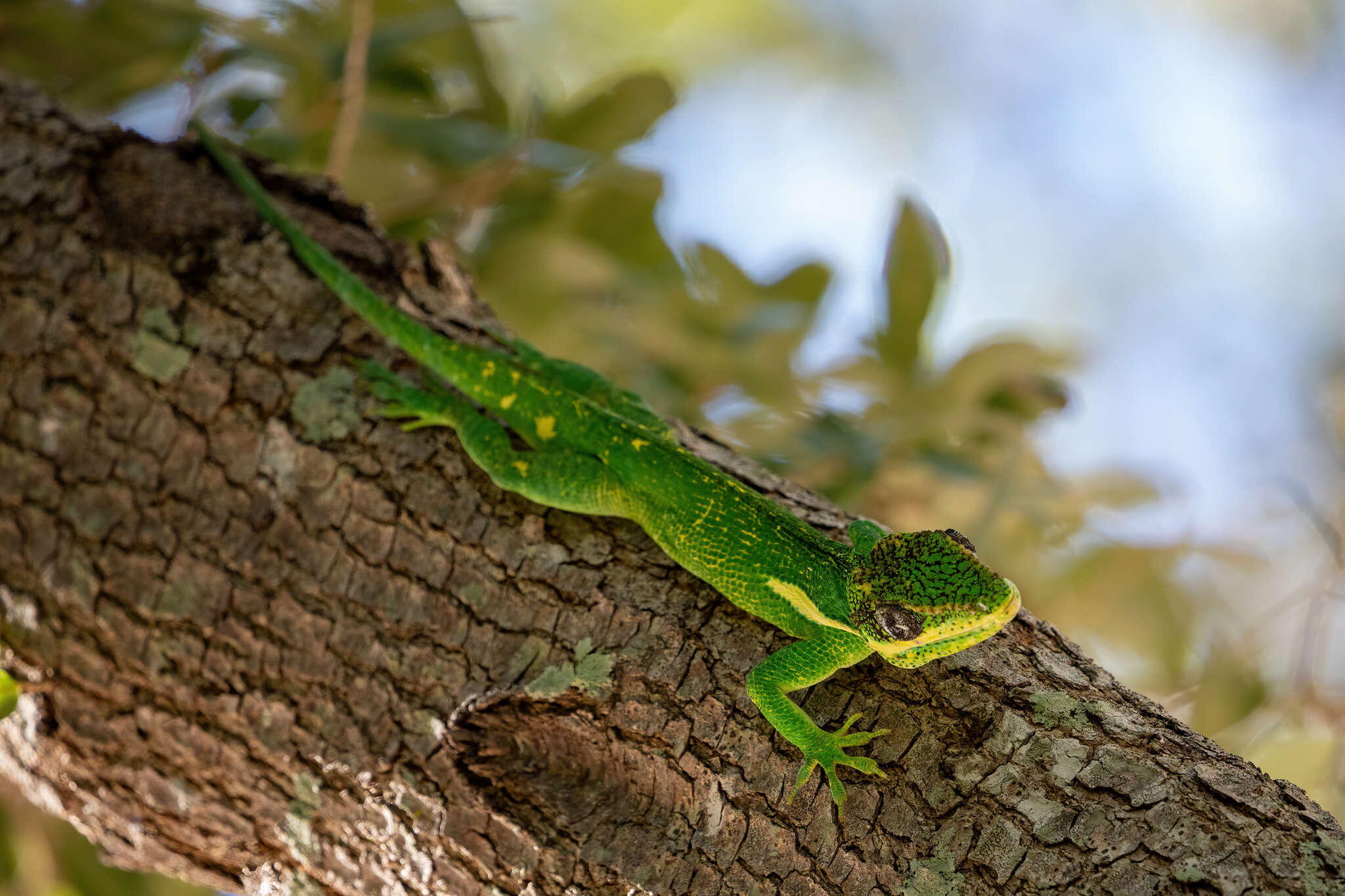 Image of Cuban Giant Anole