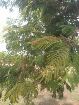 Image of African Locust Bean Tree