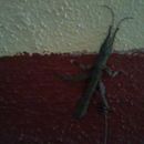 Image of Prisopus berosus Westwood 1859