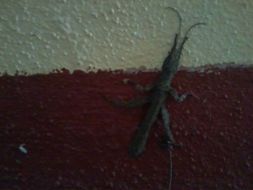 Image of Prisopus berosus Westwood 1859