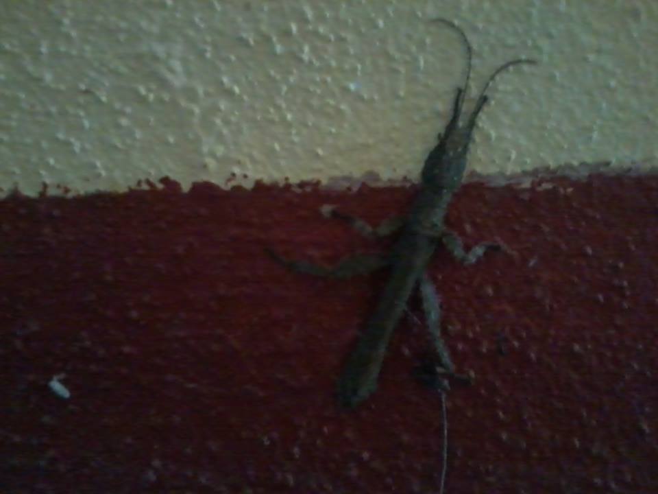 Image of Prisopus berosus Westwood 1859