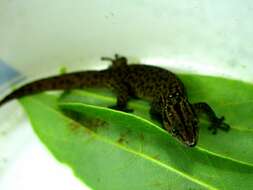 Image of Ocellated Gecko