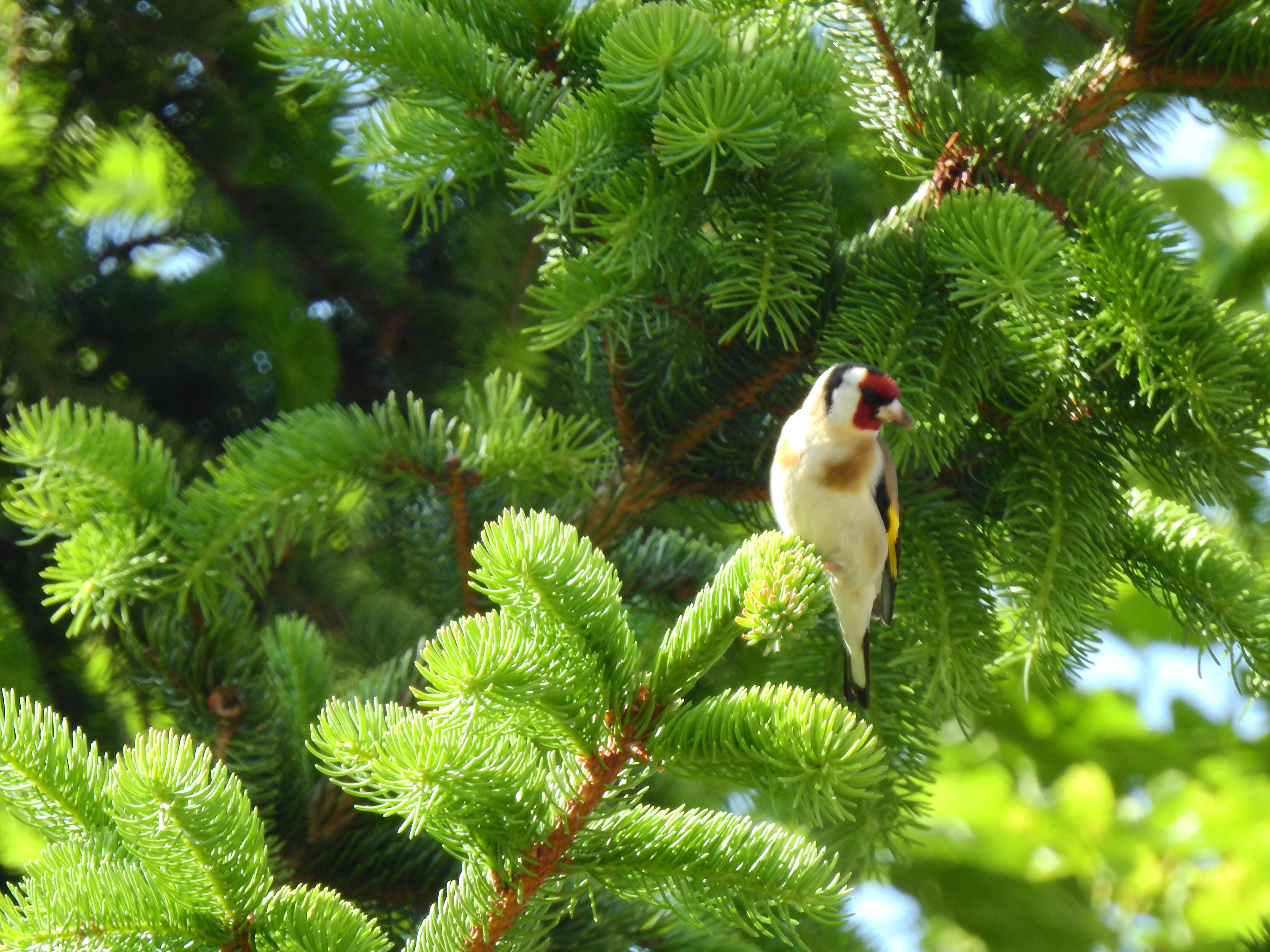 Image of European Goldfinch