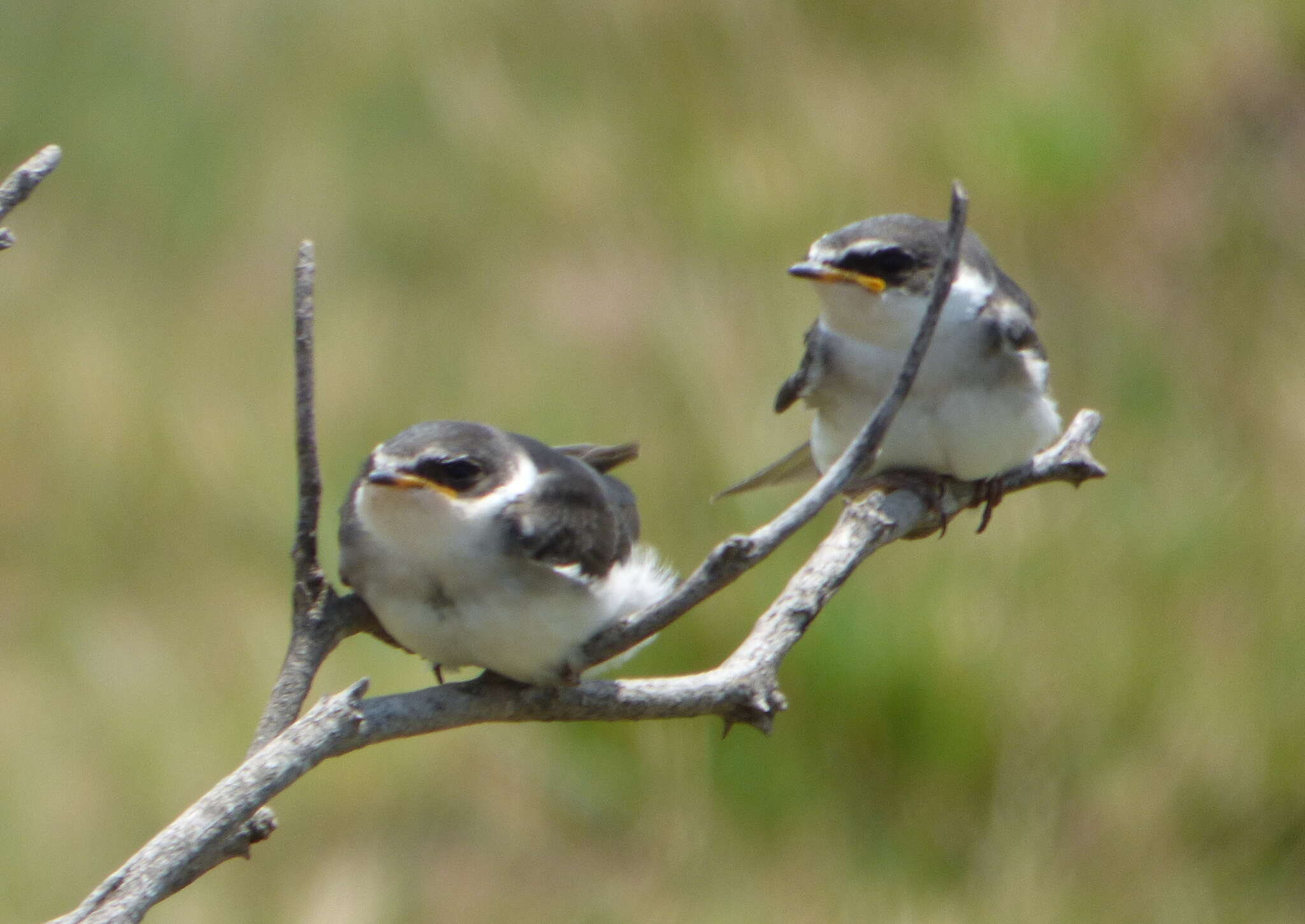Image of White-rumped Swallow