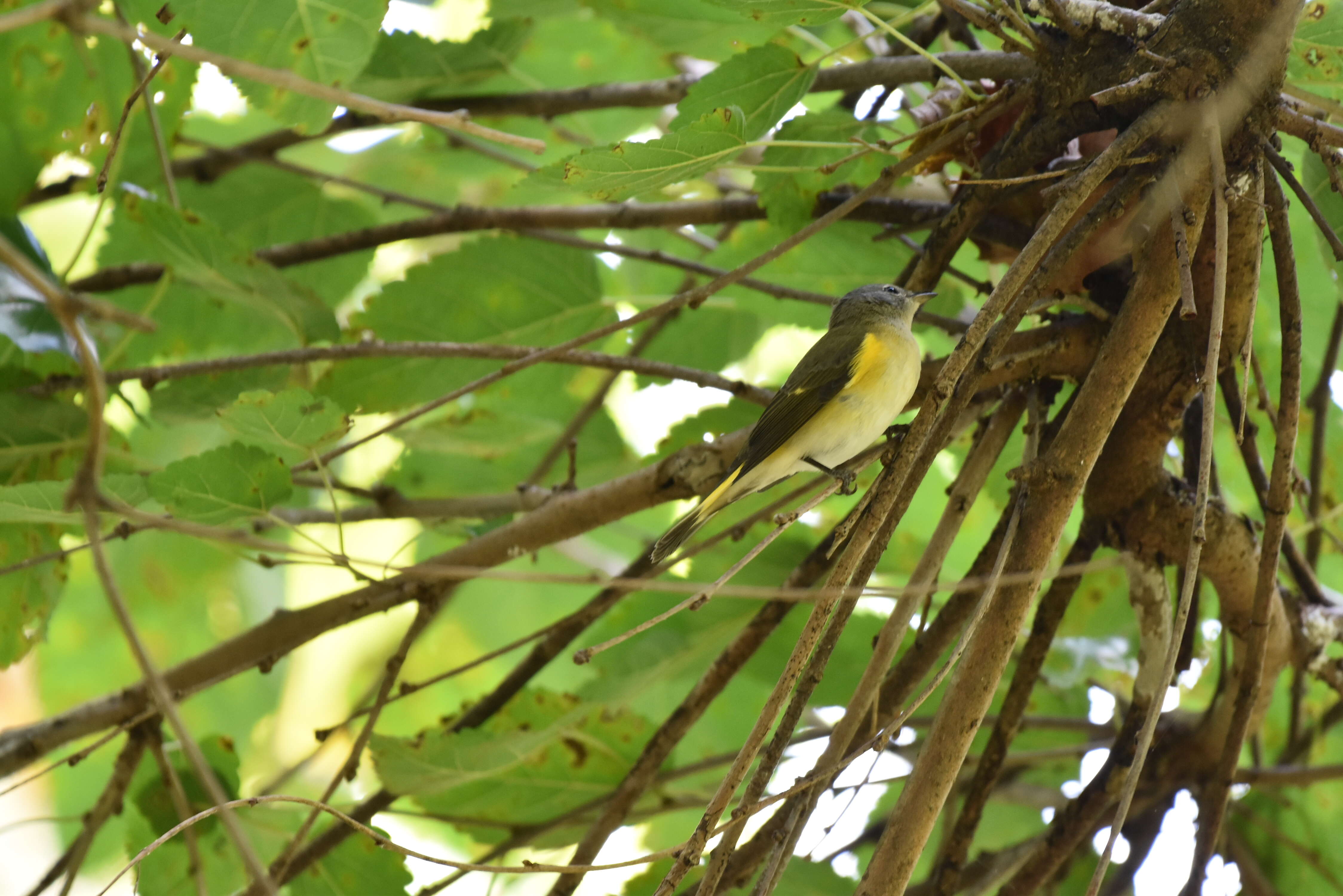 Image of American Redstart