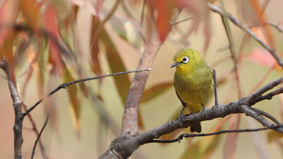 Image of Cape White-eye