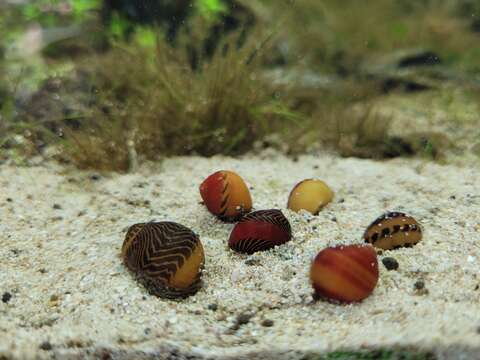 Image of Red Racer Nerite Snail