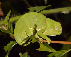 Image of Common African Flap-necked Chameleon