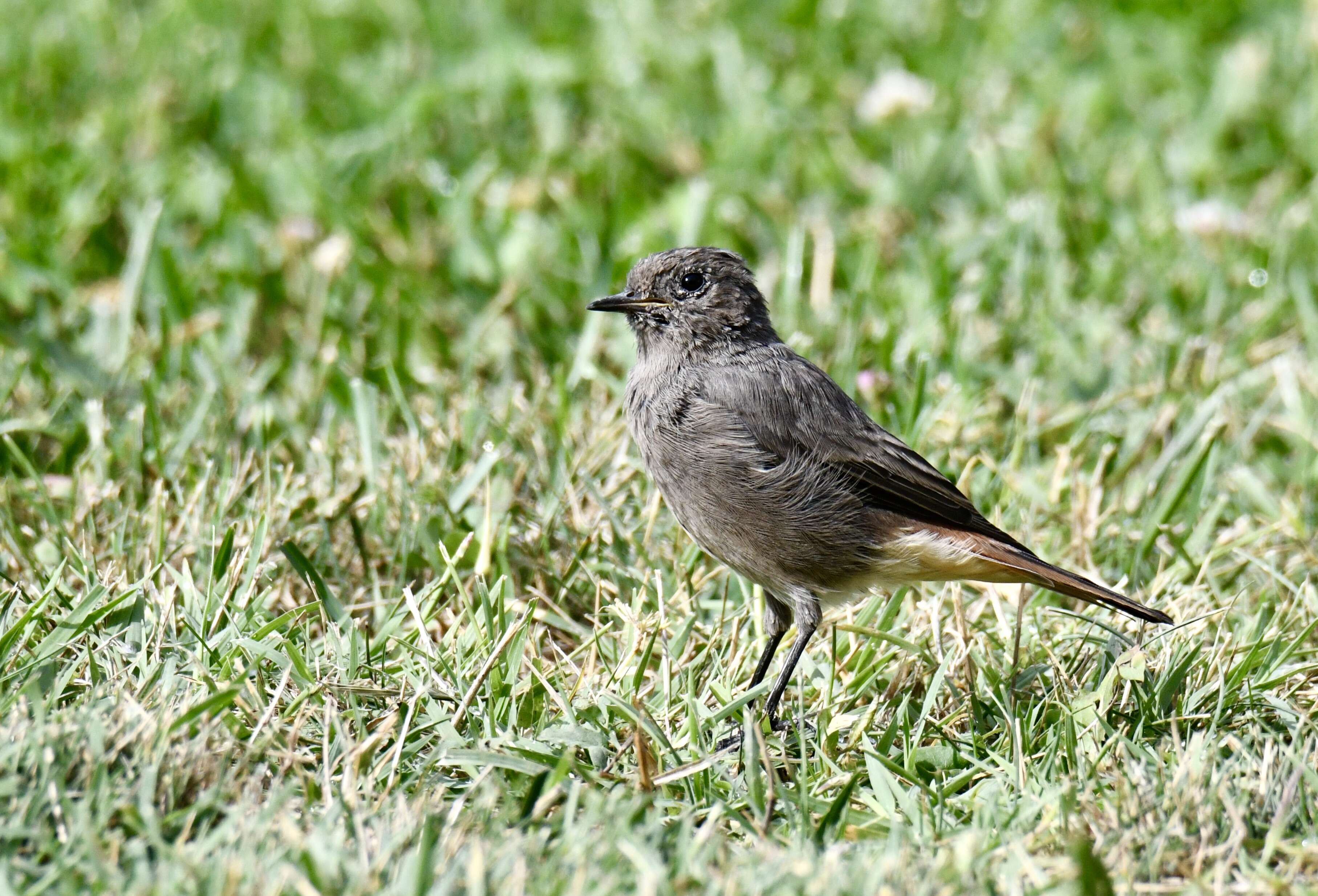 Image of Black Redstart