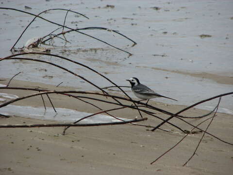 Image of Pied Wagtail and White Wagtail