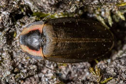 Image of Winter Firefly