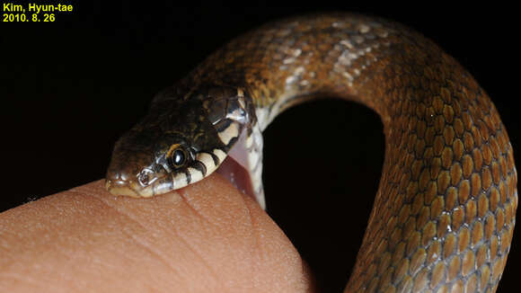 Image of Japanese Keelback