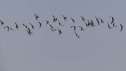 Image of Indian Skimmer