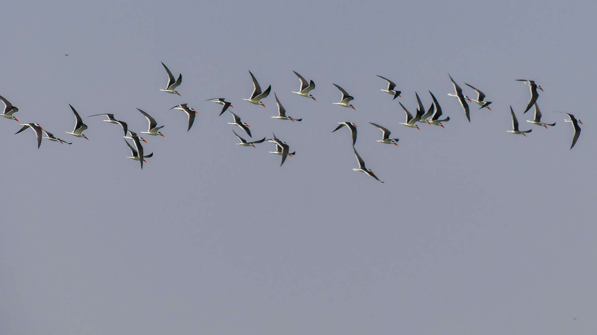 Image of Indian Skimmer