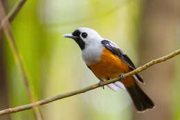 Image of Black-winged Monarch