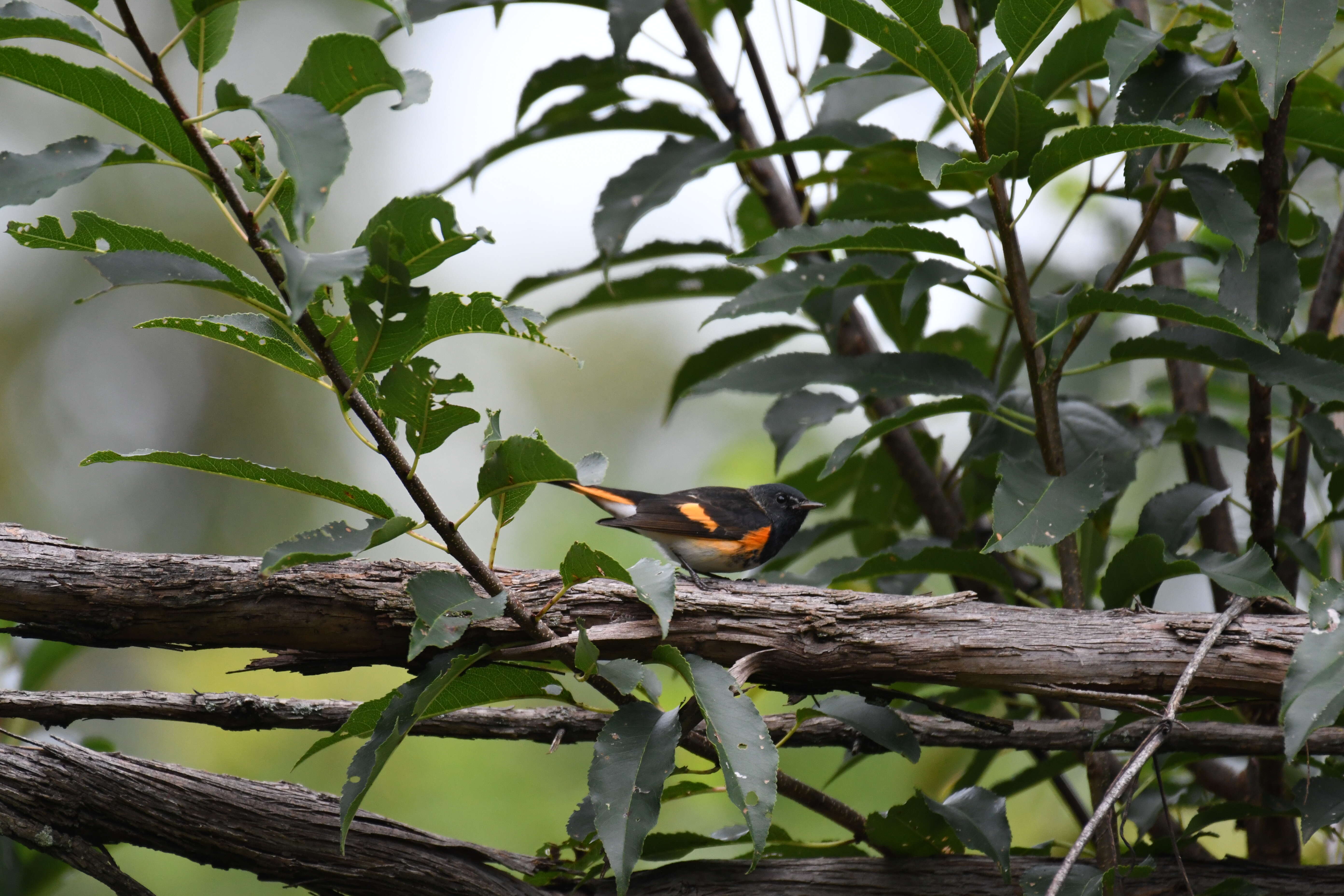 Image of American Redstart