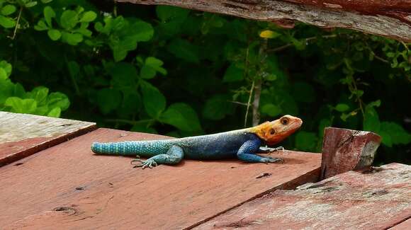 Image of Kenya Rock Agama