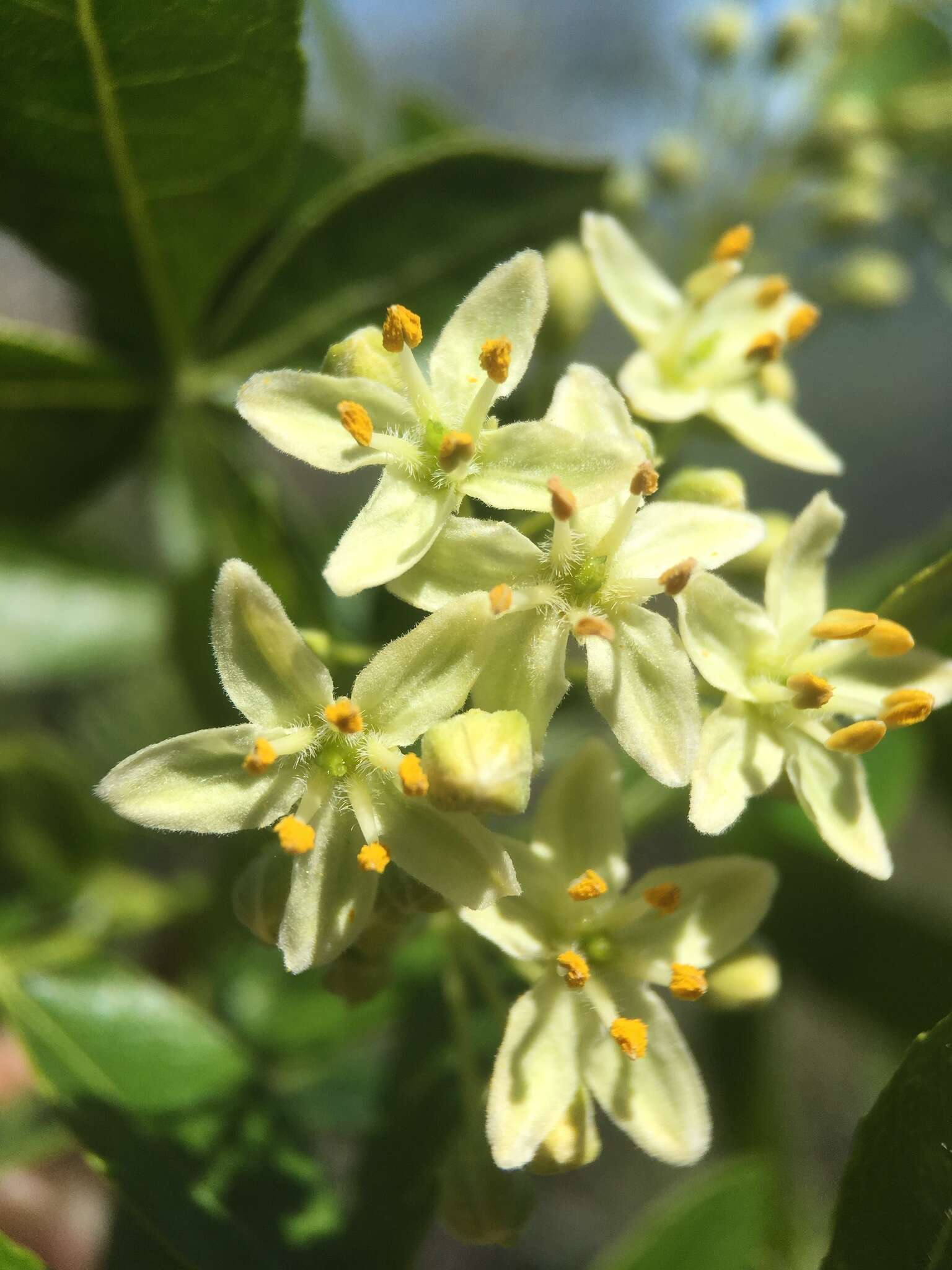 Image de Ptelea crenulata Greene