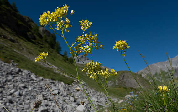 Image of Buckler Mustard