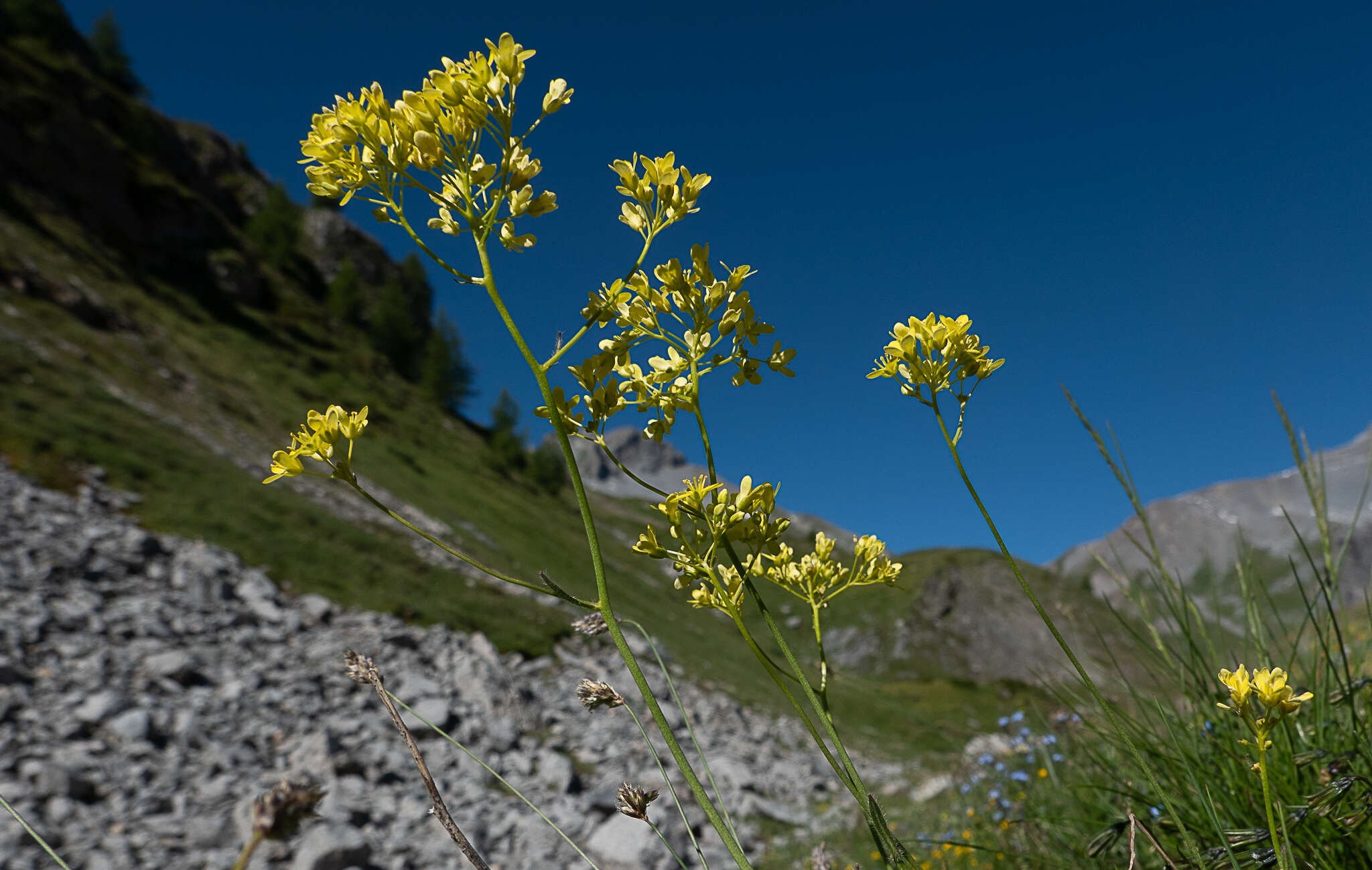 Слика од Biscutella laevigata L.