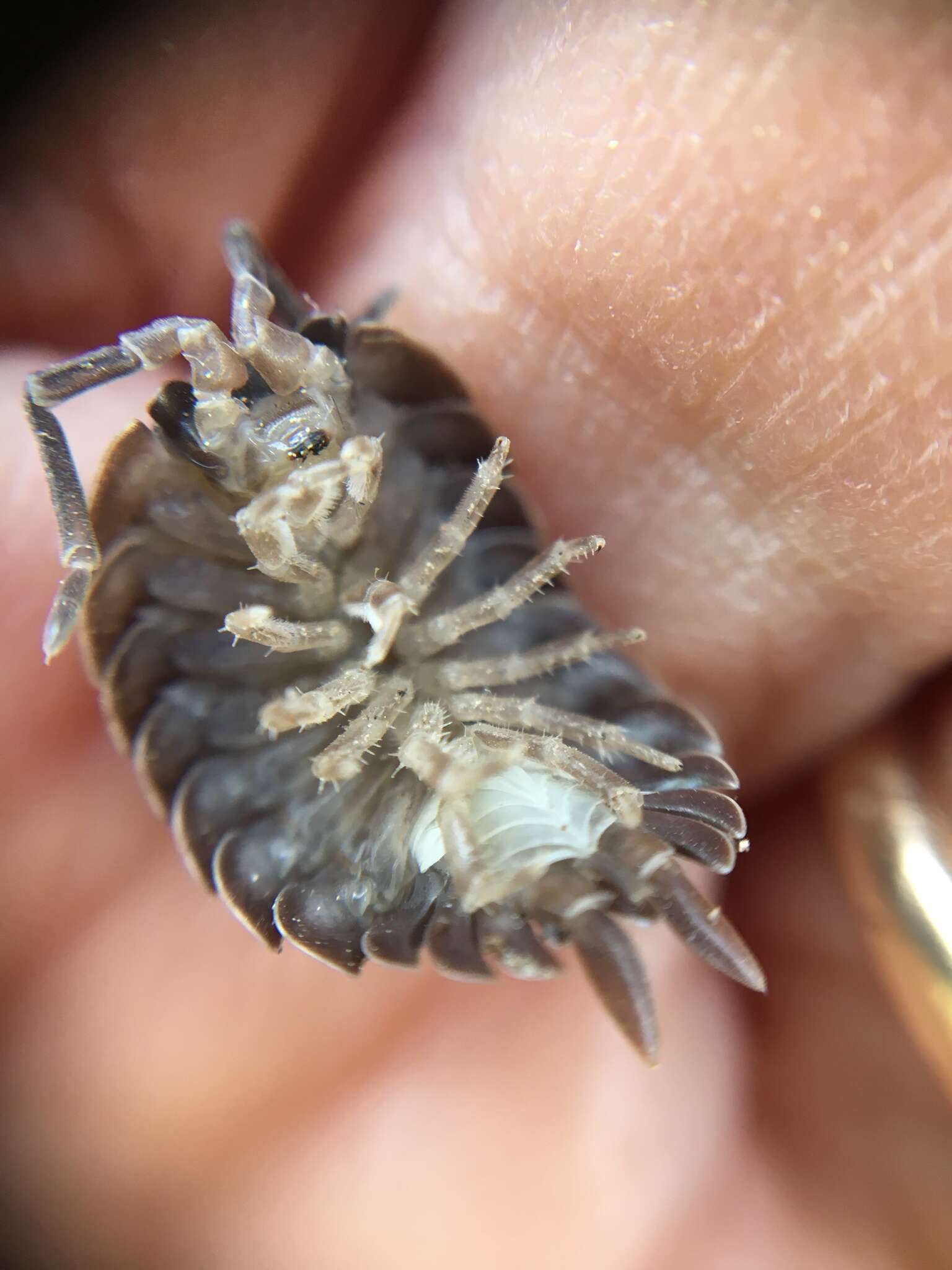 Image of Isopod