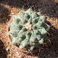 Image of Thelocactus hexaedrophorus (Lem.) Britton & Rose