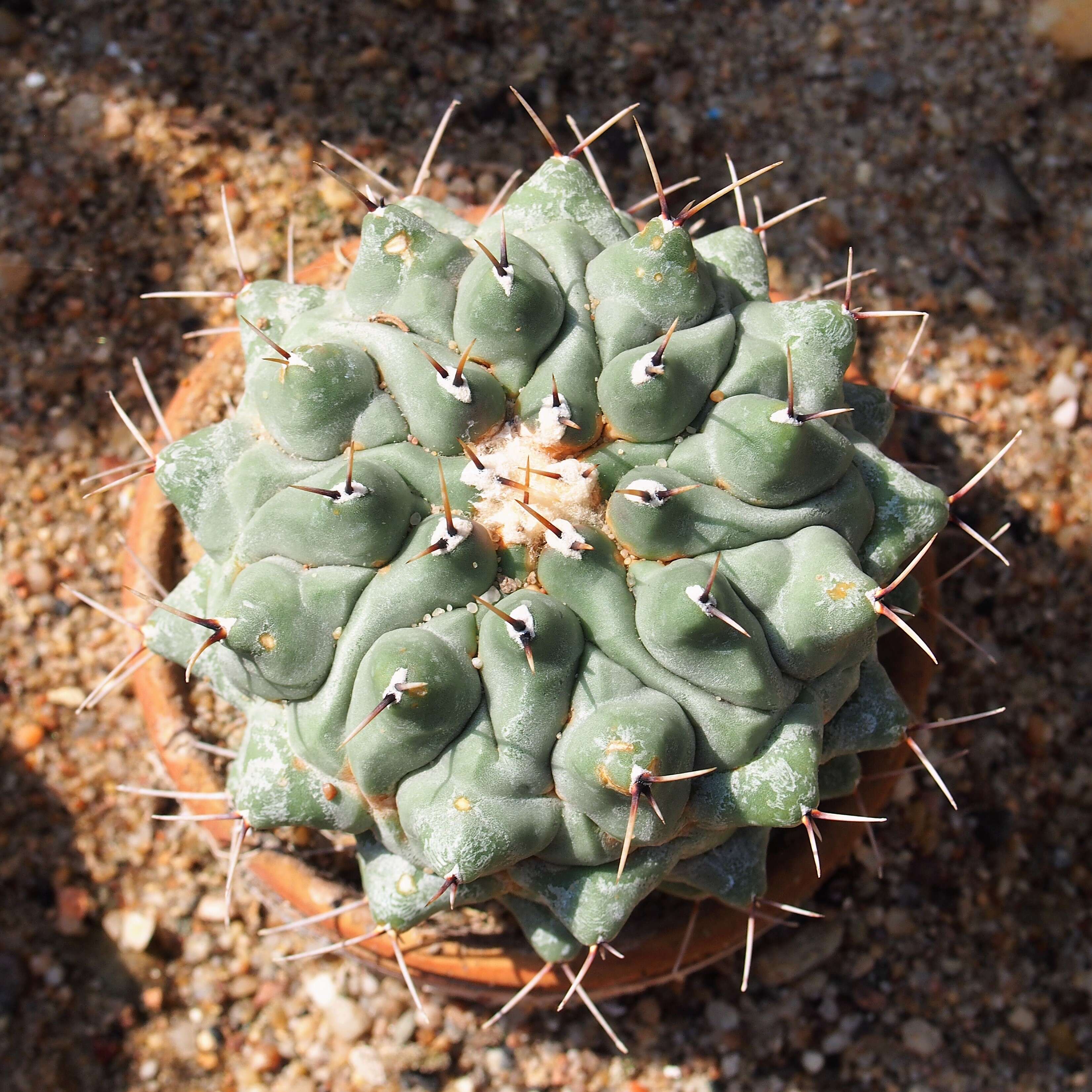 Image of Thelocactus hexaedrophorus (Lem.) Britton & Rose