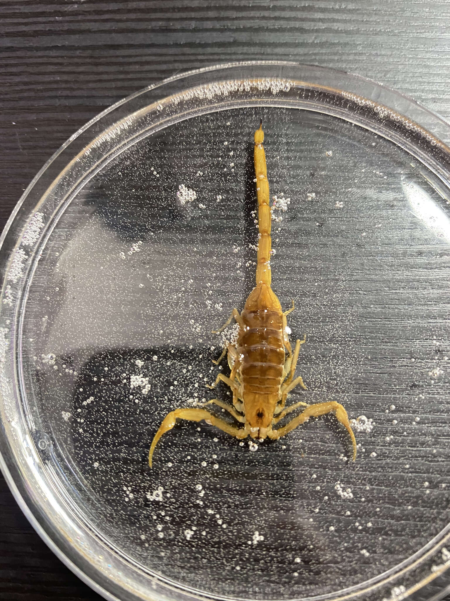 Image of Arizona Bark Scorpion