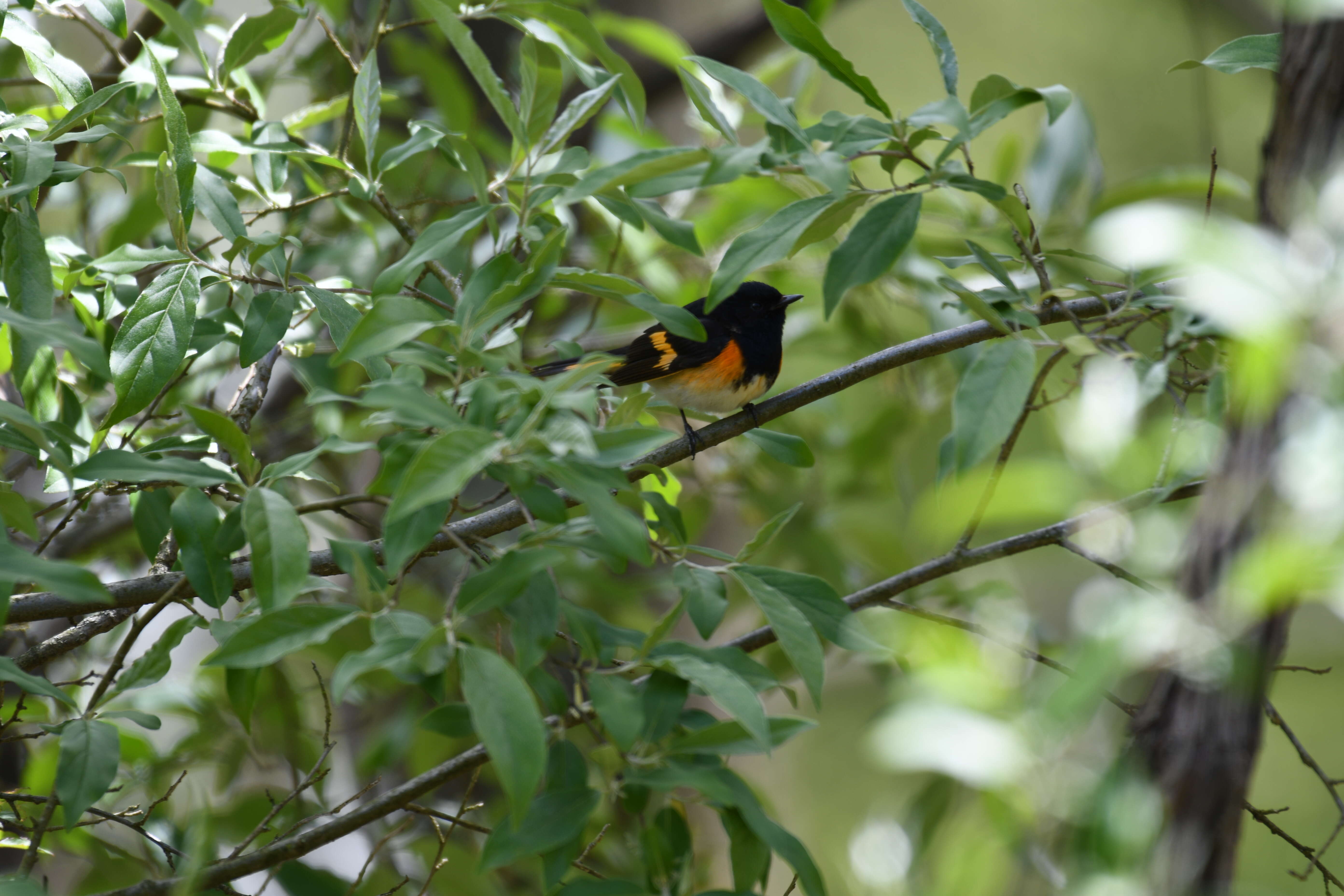 Image of American Redstart