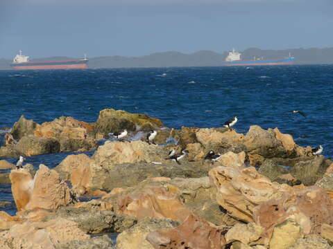 Image of Australian Pied Cormorant