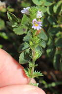 Слика од Euphrasia stricta D. Wolff ex J. F. Lehm.