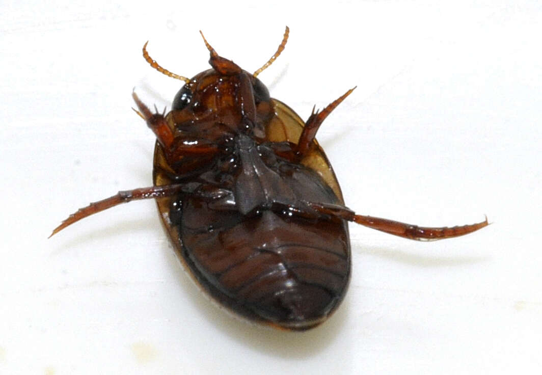 Image de Noterus clavicornis