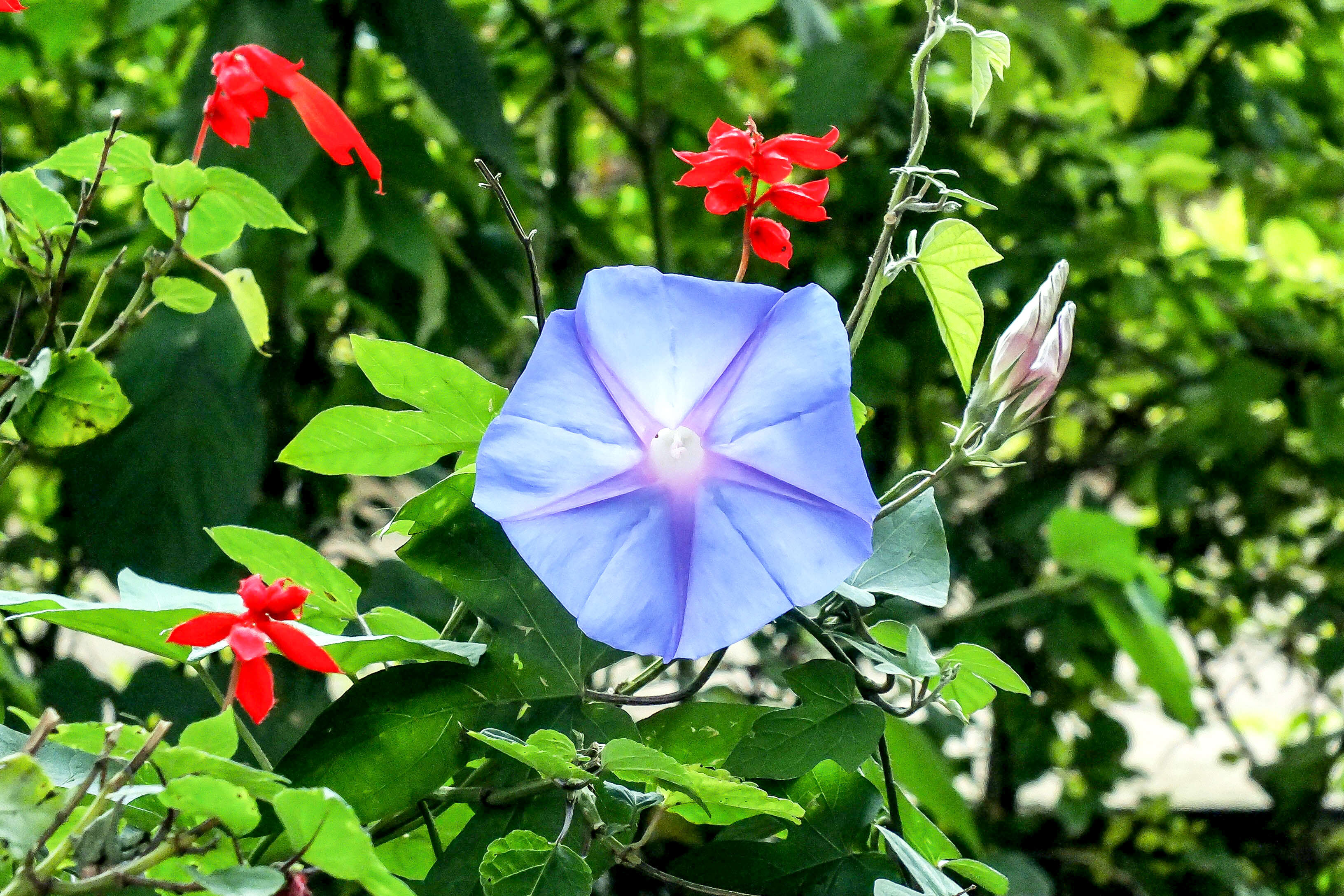 Sivun Ipomoea indica (J. Burman) Merr. kuva