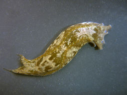 Image of Navanax aenigmaticus (Bergh 1893)
