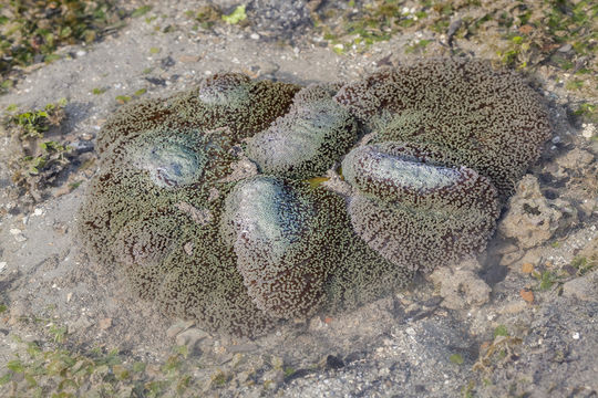 18.https www inaturalist org photos 6018454.580x360