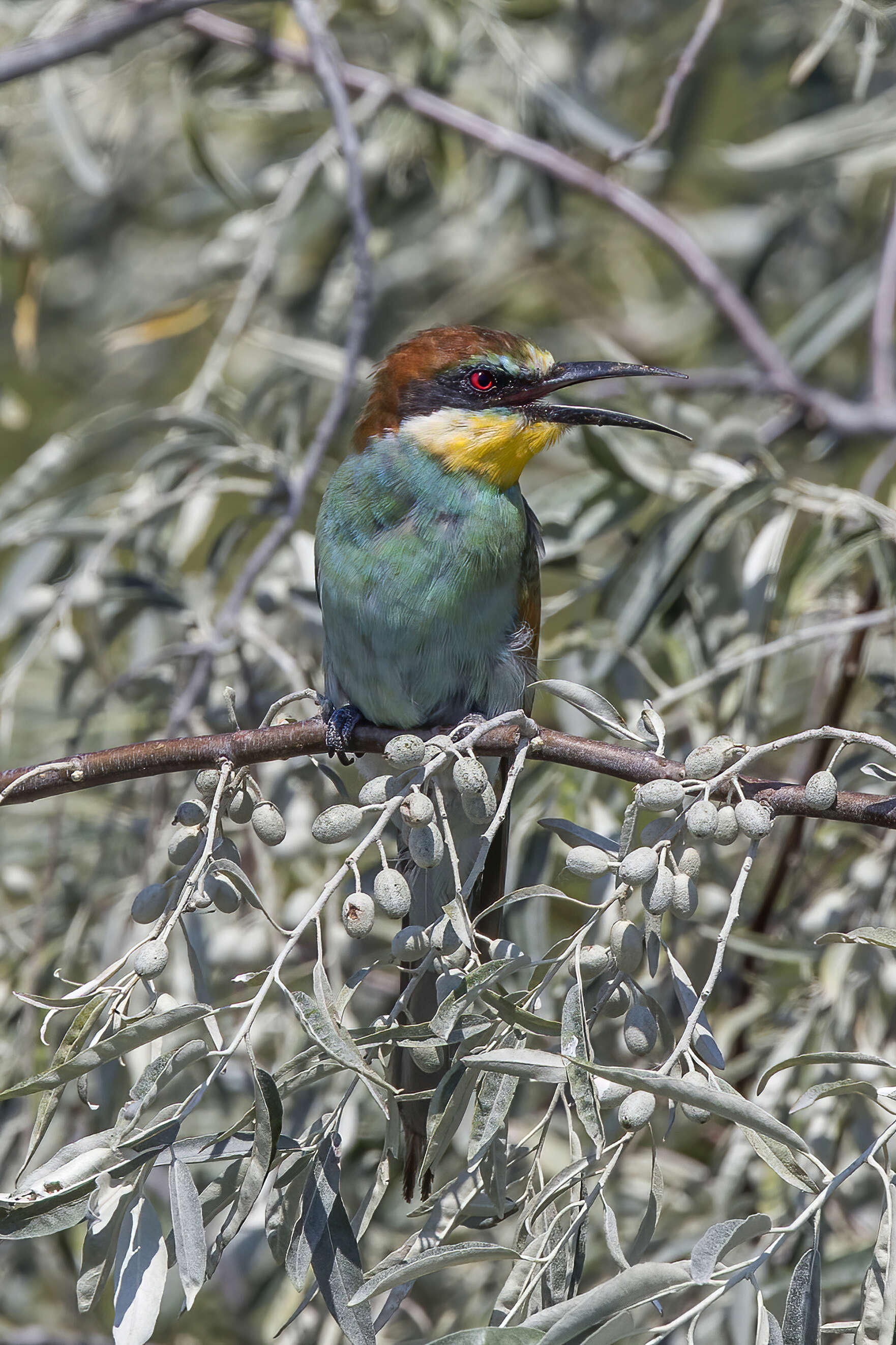 Image of bee-eater, european bee-eater