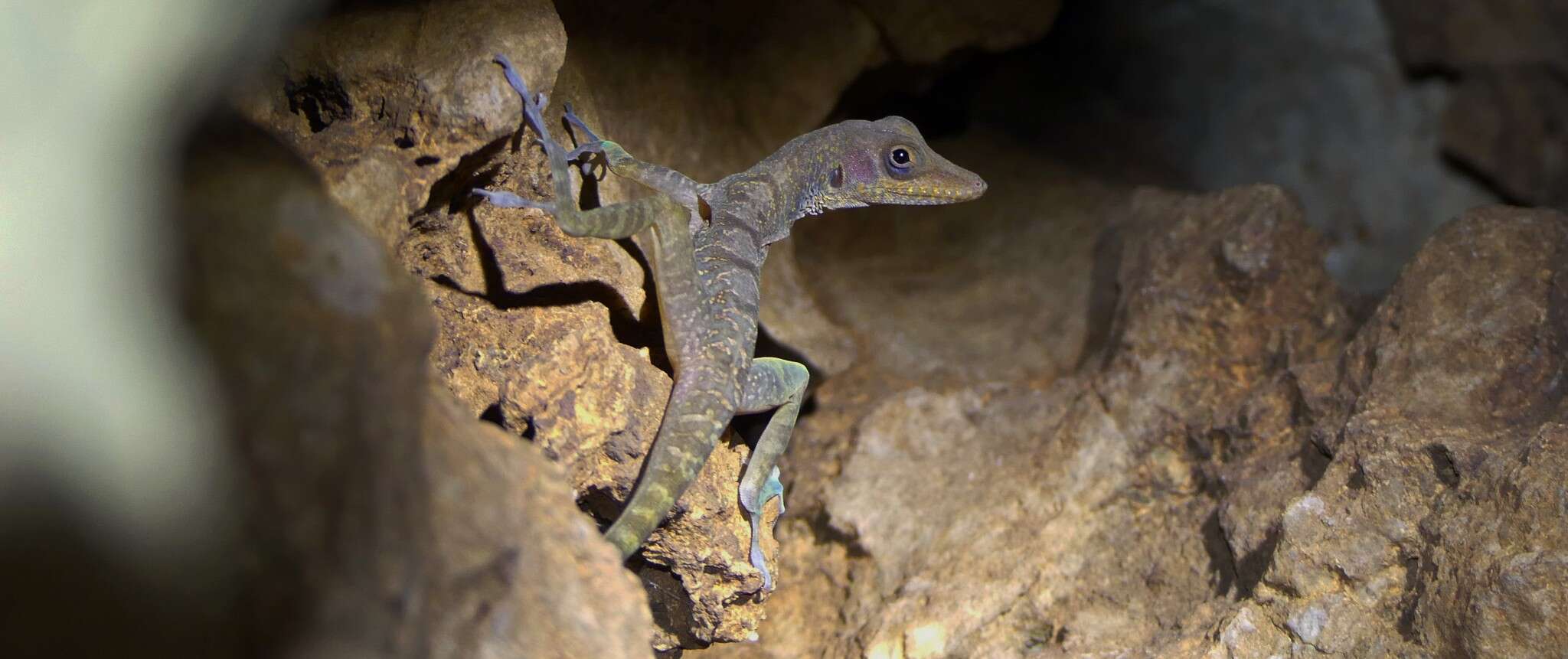 Image of West Cuban Anole