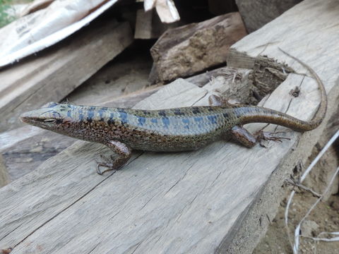 Image of Green Tree Skink