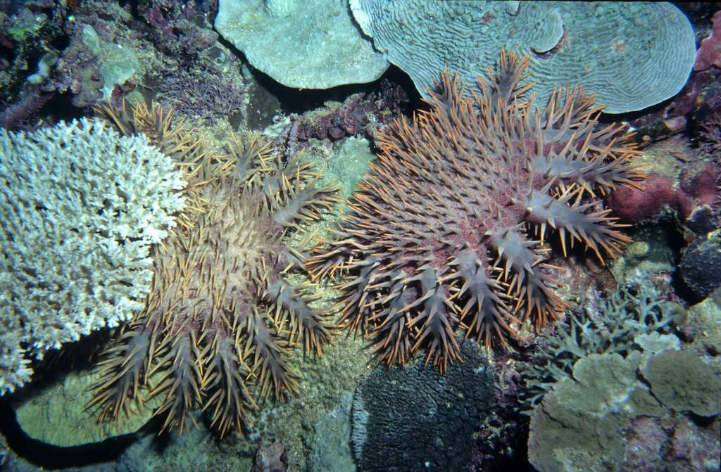 Image of crown of thorns starfish