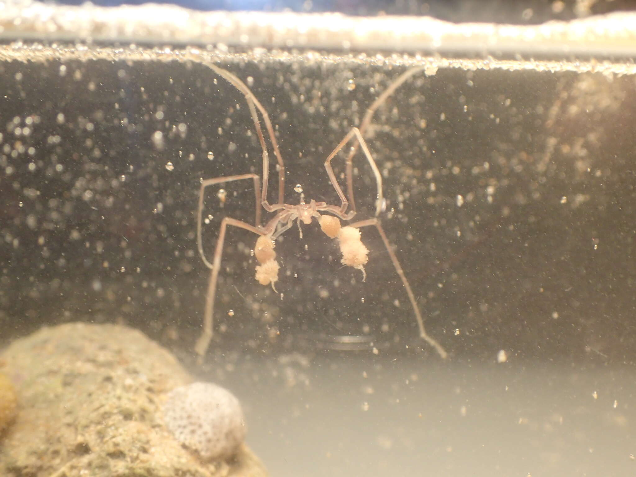 Image of Sea-spider