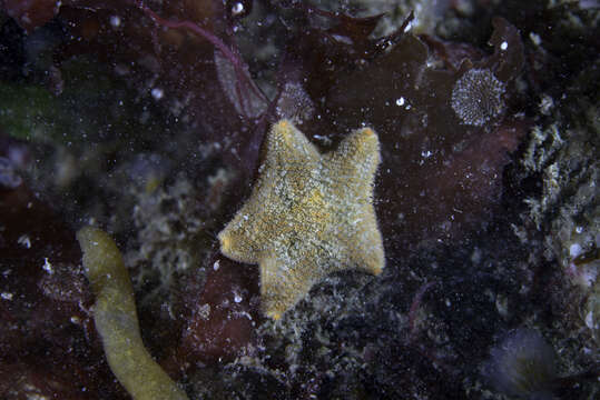 صورة Asterina gibbosa (Pennant 1777)