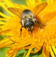 Image of Megachile genalis Morawitz 1880