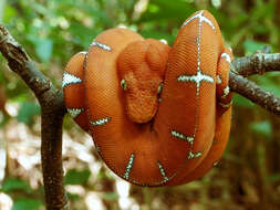 Image of Emerald Tree Boa