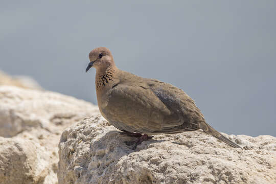 Image of Laughing Dove