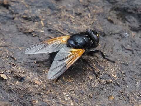 Image of Mesembrina meridiana (Linnaeus 1758)