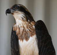 Image of Eastern Osprey