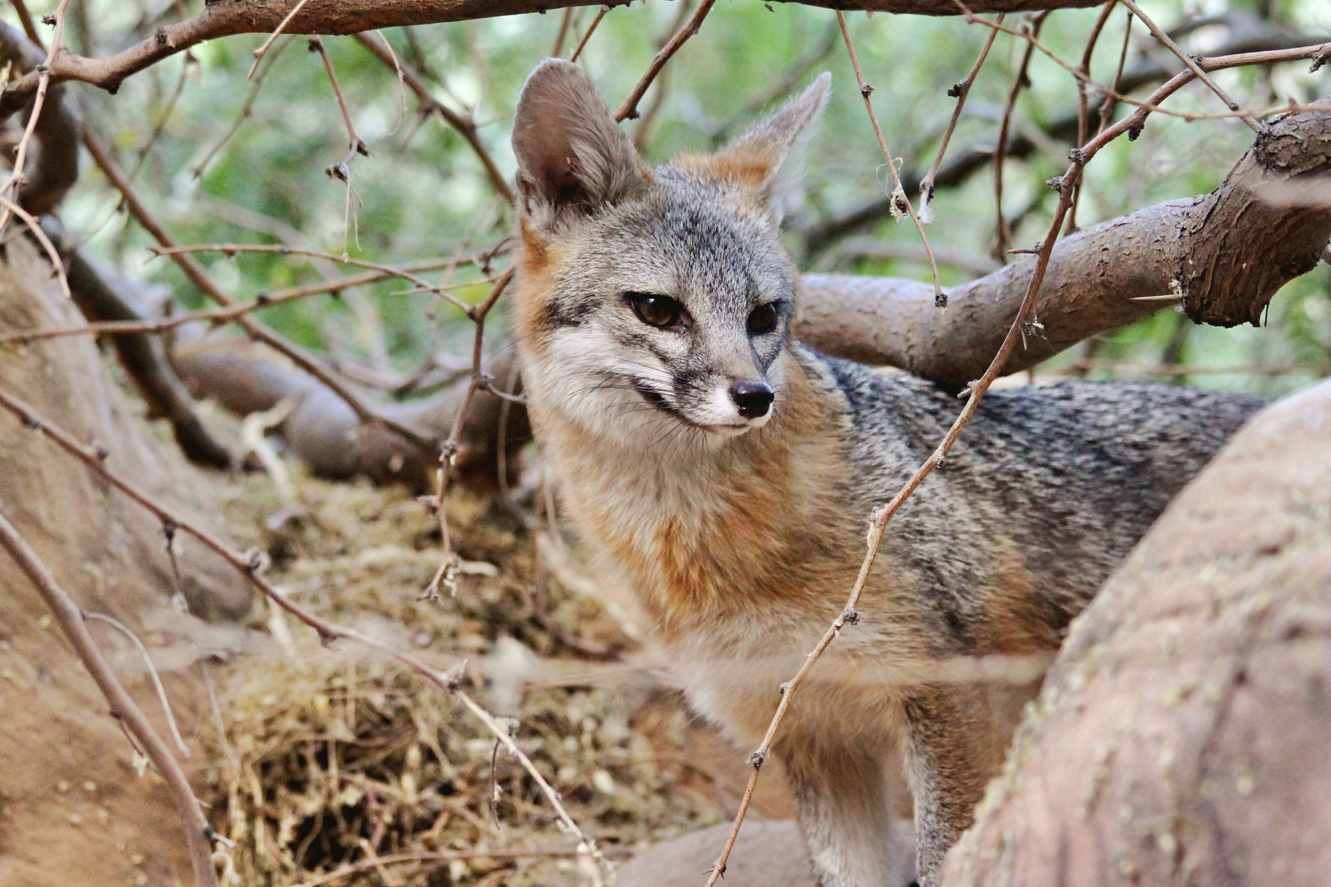 Image of Grey Foxes