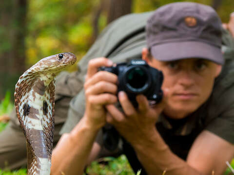 Image of Indian cobra