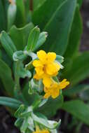 Image of hoary puccoon