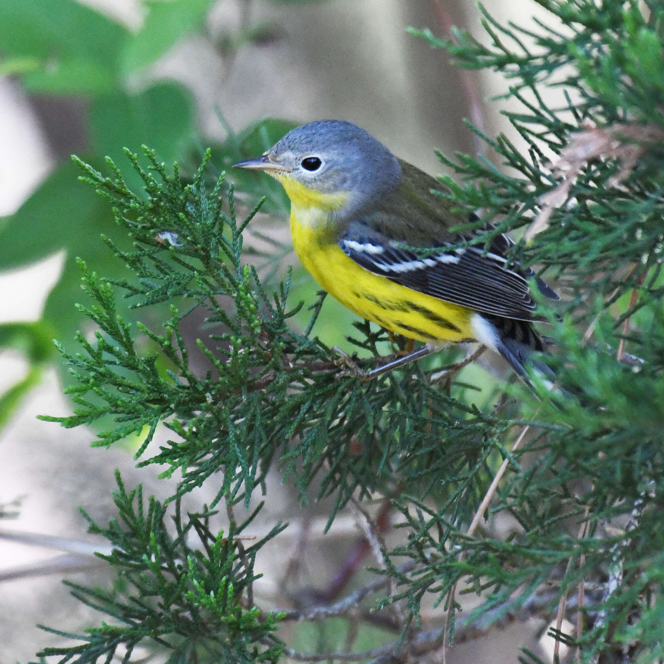 Image of Magnolia Warbler